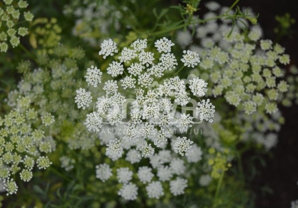 Ammi majus Queen of Africa