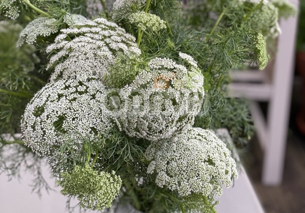 Ammi visnaga Green Mist
