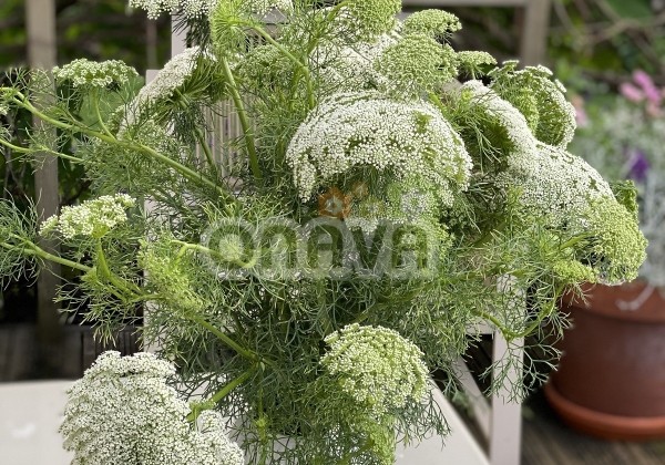 Ammi visnaga Green Mist
