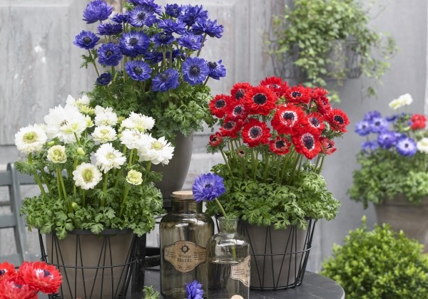 Anemone coronaria Animo Double Mix
