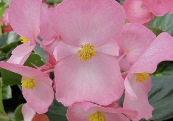 Begonia benariensis Big Pink with Green Leaf
