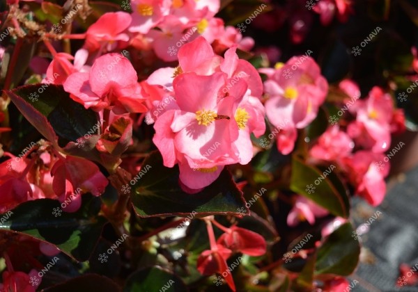 Begonia benariensis Big Pink with Bronze Leaf