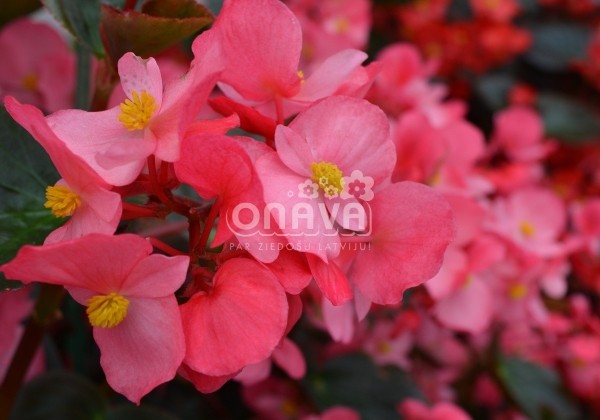Begonia benariensis Big Rose with Bronze Leaf