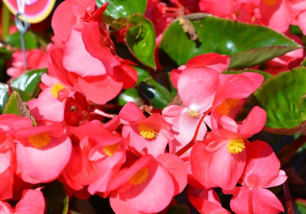 Begonia benariensis Big Rose with Green Leaf
