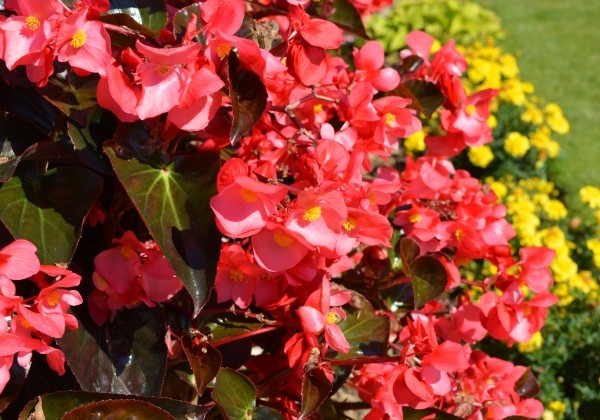 Begonia benariensis Big DeluXXe Rose with Bronze Leaf