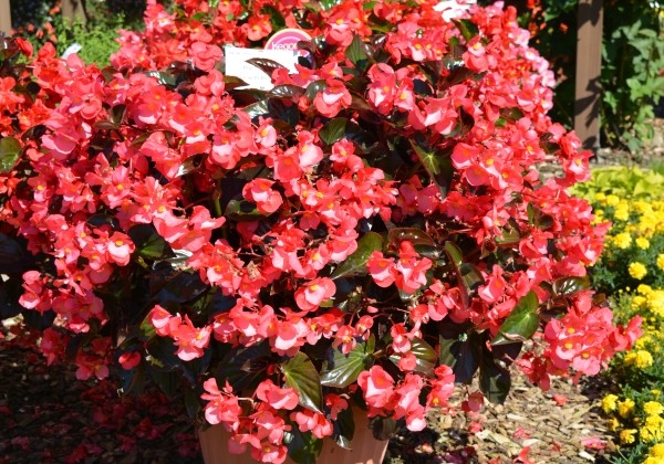 Begonia benariensis Big DeluXXe Rose with Bronze Leaf