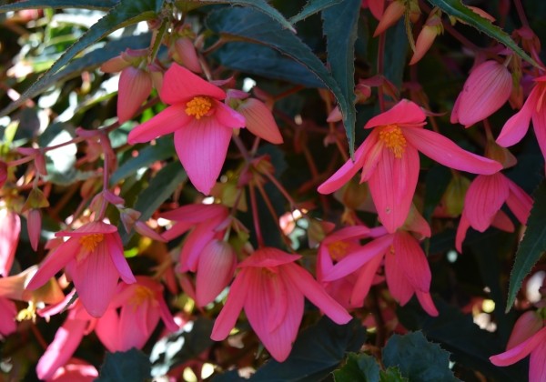 Begonia boliviensis Bellavista Rose