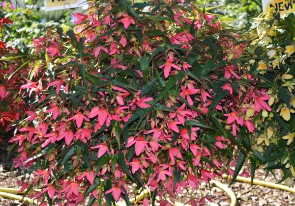 Begonia boliviensis Bellavista Rose