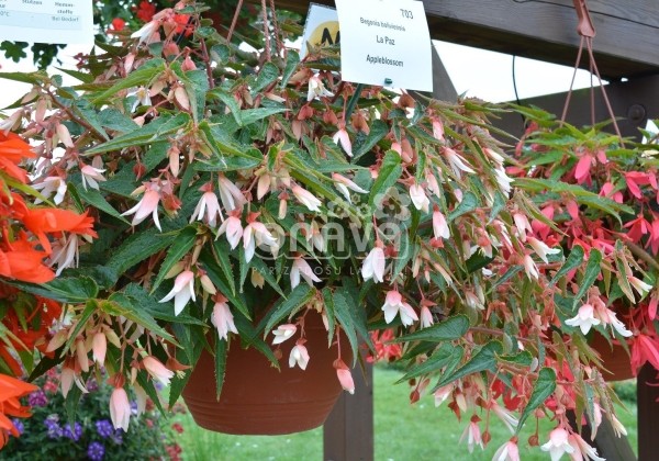 Begonia boliviensis La Paz Appleblossom
