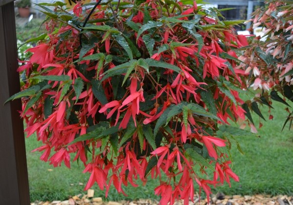 Begonia boliviensis La Paz Rose
