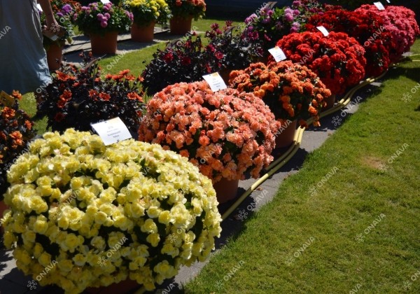 Begonia Sunpleasure Apricot