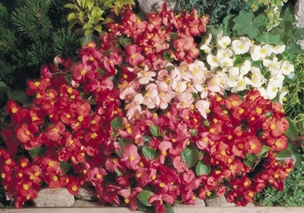 Begonia semperflorens Super Olympia Mix