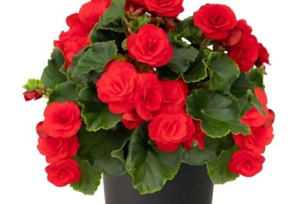 Begonia tuberhybrida Beluga Plus Red