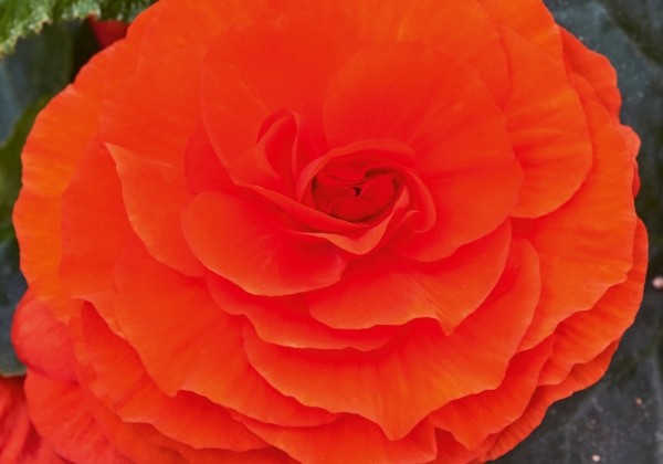 Begonia tuberhybrida Tubby Orange