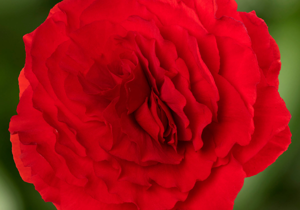 Begonia tuberhybrida Tubby Ruby