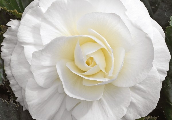 Begonia tuberhybrida Tubby White