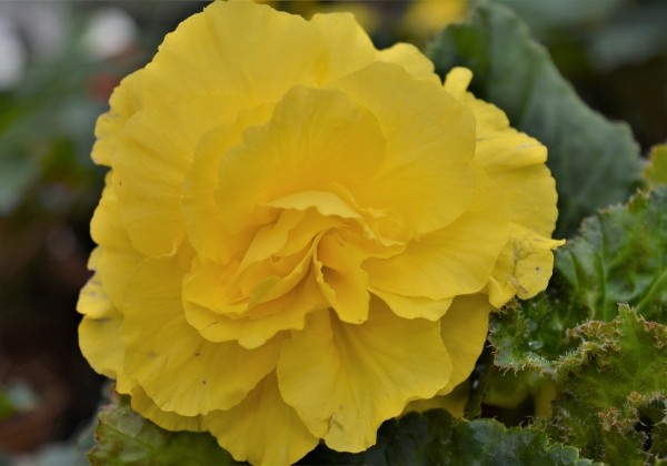 Begonia tuberhybrida Tubby Yellow