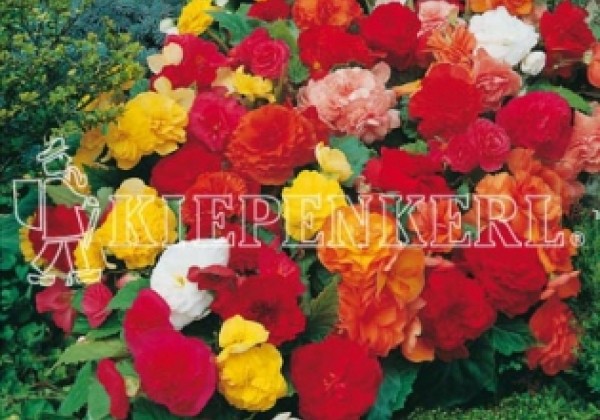 Begonia tuberhybrida Tubby Mix