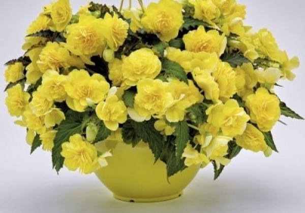 Begonia tuberhybrida Nonstop Joy Yellow