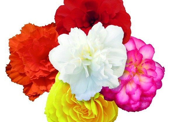 Begonia tuberhybrida Nonstop Joy Mix