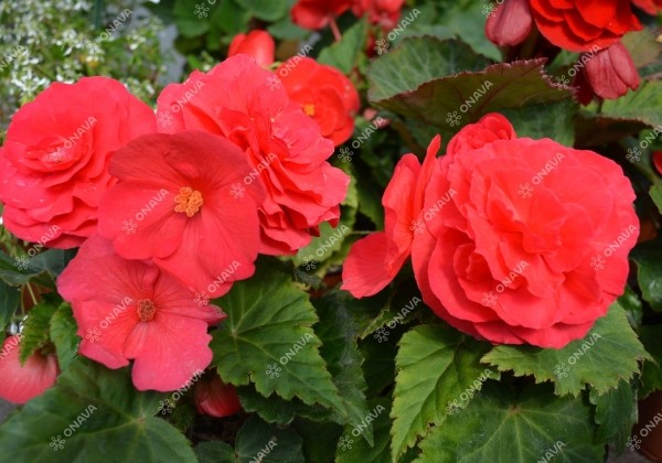 Begonia tuberhybrida Nonstop Deep Rose