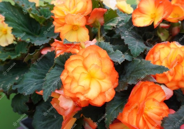 Begonia tuberhybrida Nonstop Fire
