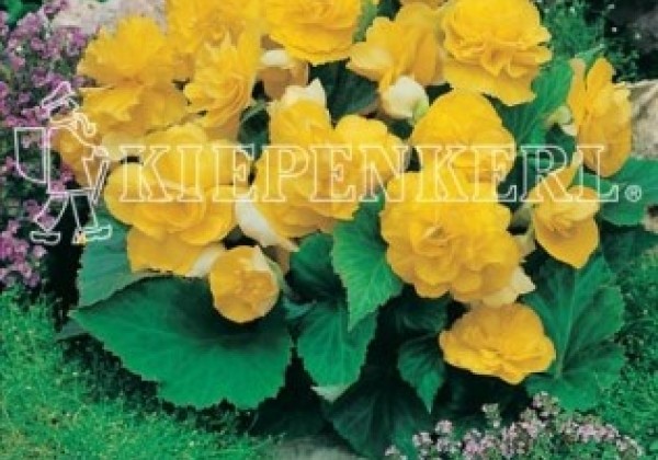 Begonia tuberhybrida Nonstop Yellow