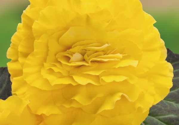 Begonia tuberhybrida Nonstop Yellow with Red Back