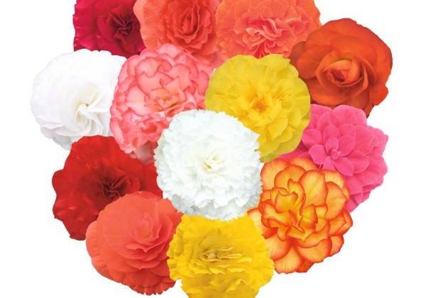 Begonia tuberhybrida Nonstop Mix