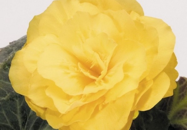 Begonia tuberhybrida Nonstop Mocca Yellow
