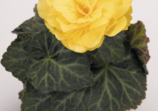 Begonia tuberhybrida Nonstop Mocca Yellow