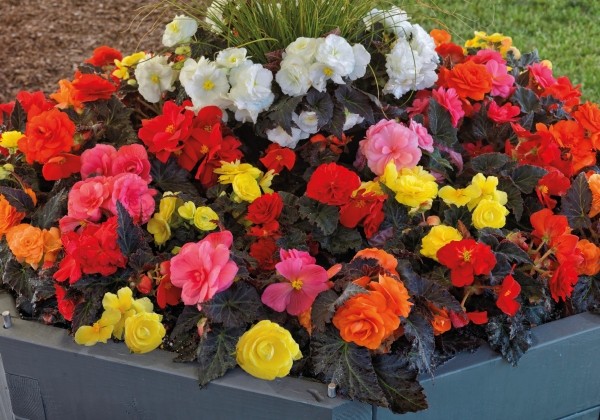 Begonia tuberhybrida Nonstop Mocca Mix
