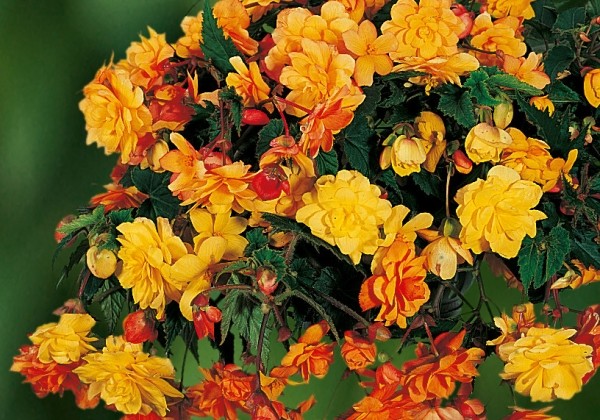 Begonia tuberhybrida Illumination Apricot