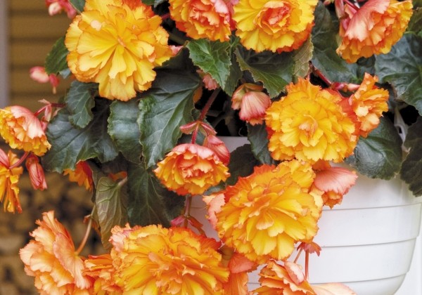 Begonia tuberhybrida Illumination Golden Picotee