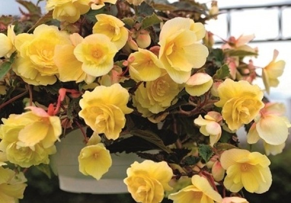 Begonia tuberhybrida Illumination Lemon