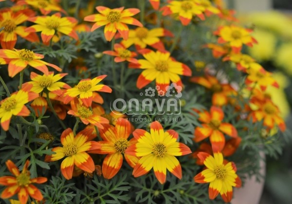 Bidens ferulifolia Taka Tuka M Red Yellow Center