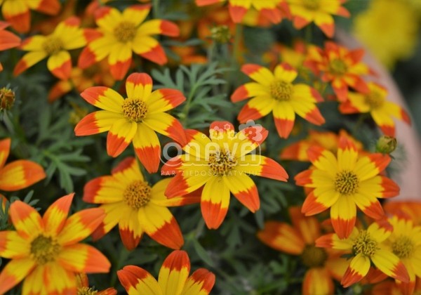 Bidens ferulifolia Taka Tuka M Red Yellow Center