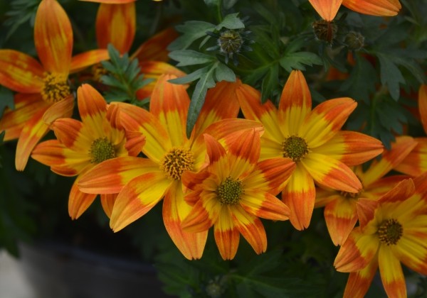 Bidens ferulifolia Taka Tuka M Orange Yellow Brush