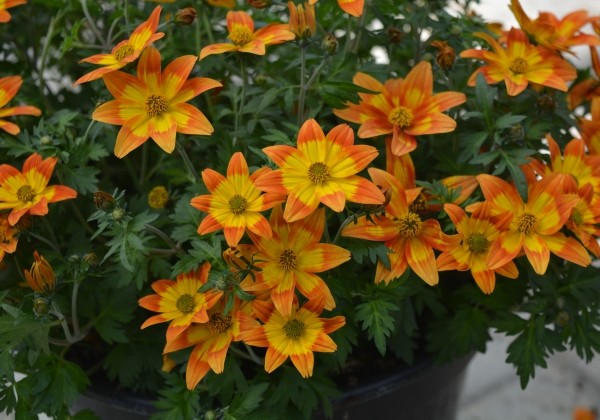 Bidens ferulifolia Taka Tuka M Orange Yellow Brush