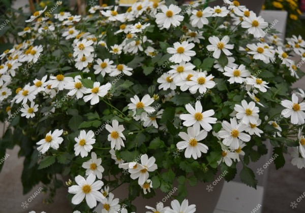 Bidens ferulifolia Bellamy White