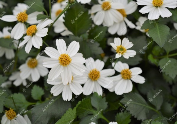 Bidens ferulifolia Bellamy White