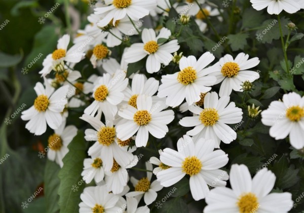 Bidens ferulifolia Bellamy White