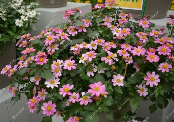 Bidens ferulifolia Pink Princess