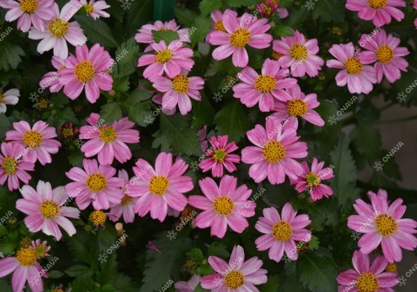 Bidens ferulifolia Pink Princess