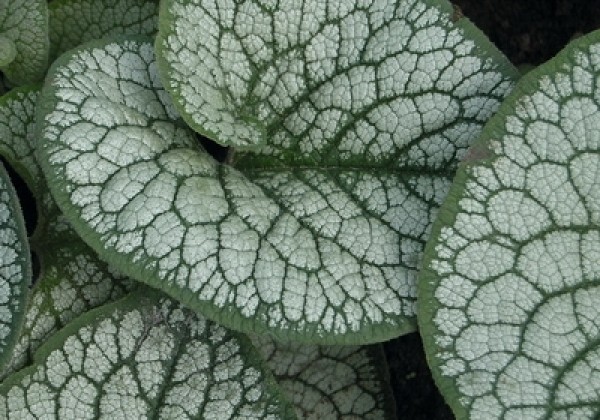 Brunnera macrophylla Sea Heart