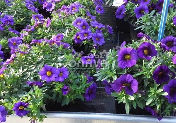 Calibrachoa hybrida Calipetite Blue