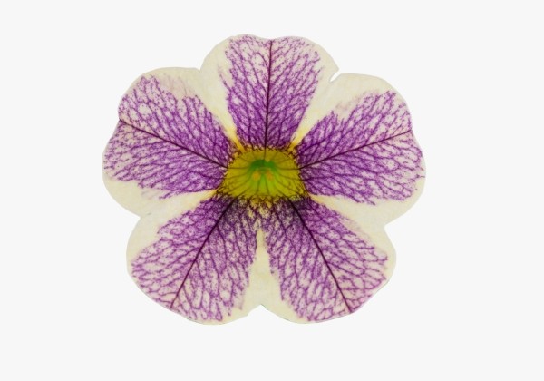 Calibrachoa hybrida Calipetite Blue Vein