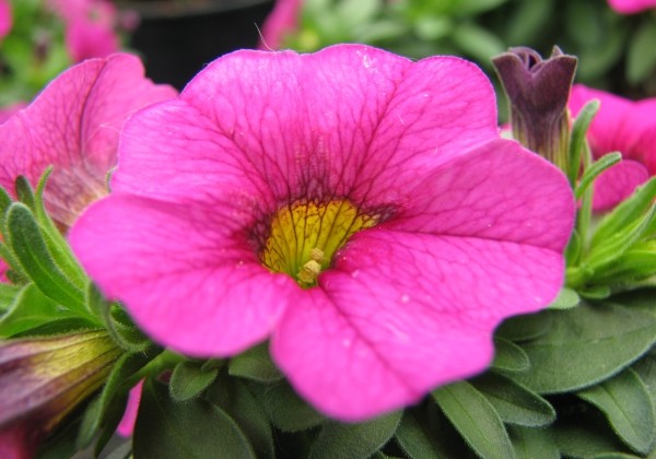 Calibrachoa hybrida Calipetite Rose
