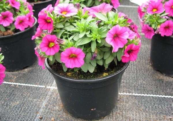 Calibrachoa hybrida Calipetite Rose