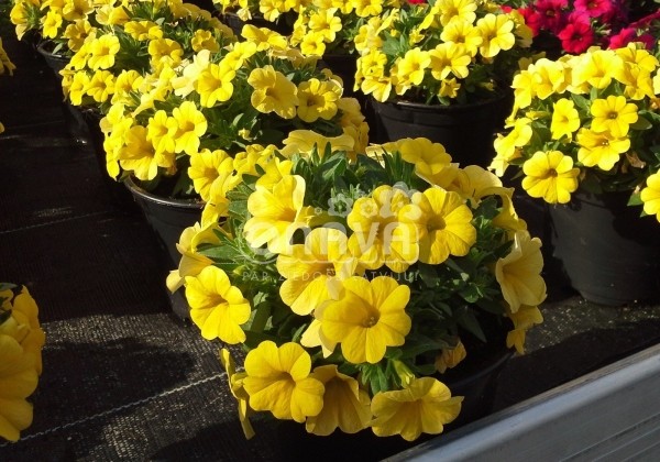 Calibrachoa hybrida Calipetite Yellow